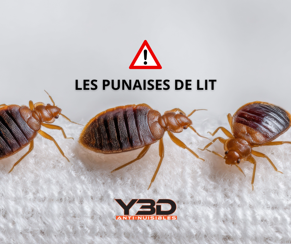 Y3D Anti Nuisibles Dératisation Saint cézaire